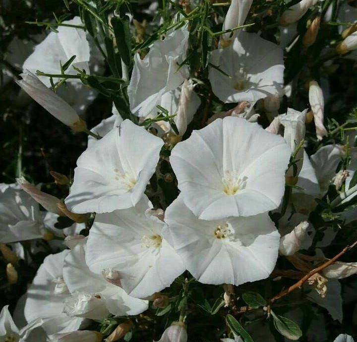 پیچک پیکانی